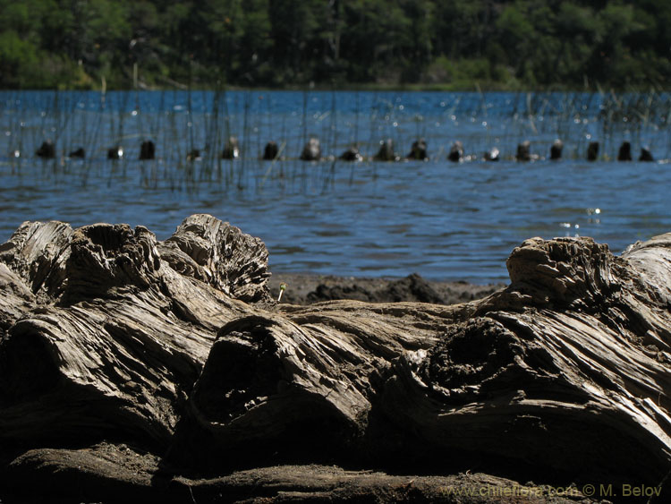 Dead dinosaurs:The huge trunks of Araucaria (Monkey puzzle tree) lie in water as the spines of dinosaurs